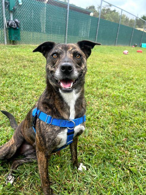 Allie, an adoptable Plott Hound in Cape May Court House, NJ, 08210 | Photo Image 1