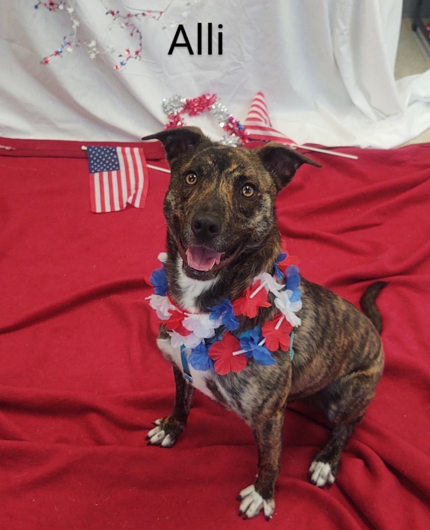 Allie, a Adoptable Plott Hound in Cape May Court House, NJ image 3/6