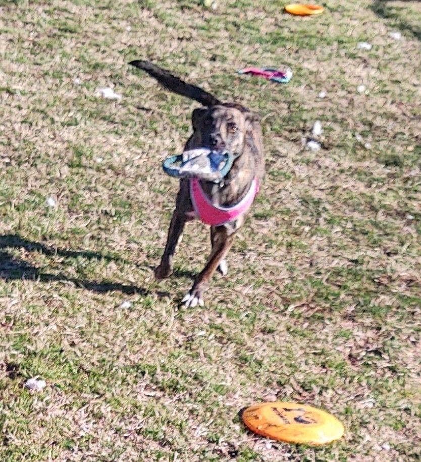 Allie, a Adoptable Plott Hound in Cape May Court House, NJ image 6/6