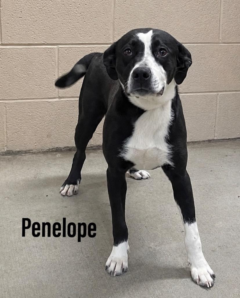 Penelope, Adoptable, Puppy Female Labrador Retriever & Border Collie.