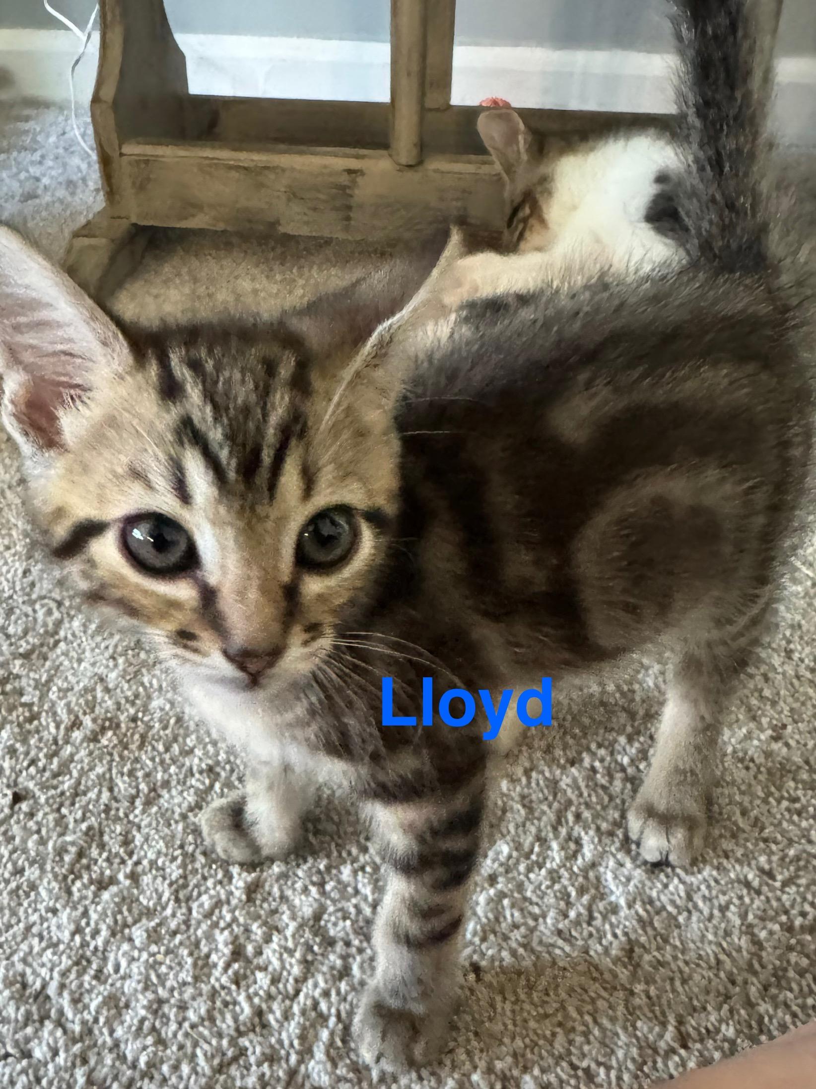 Enlarge Lloyd, a Adopted Domestic Short Hair in Phenix City, AL image 1/1