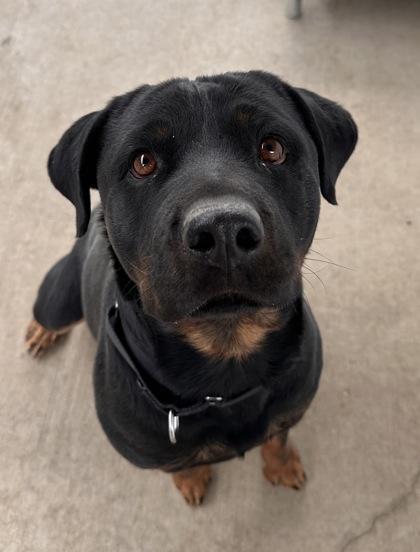 Enlarge Winnie, a Adoptable Rottweiler in Redmond, OR image 1/1
