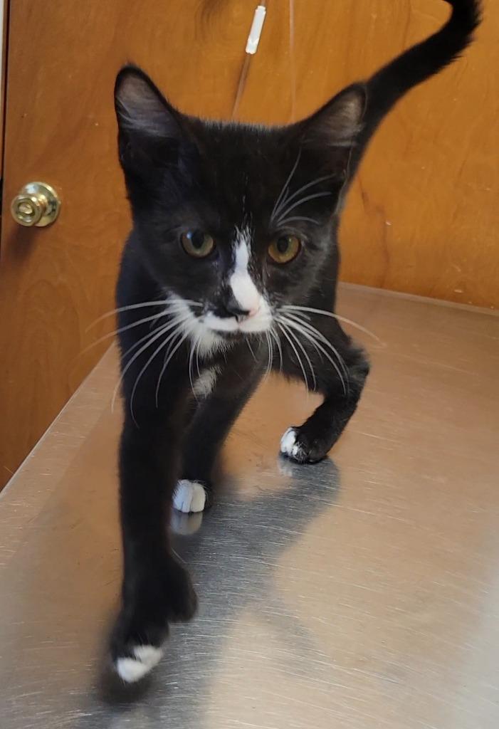 Enlarge Jamie, a Adoptable mixed breed in Sandusky, OH image 1/1