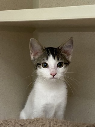 Enlarge Joan, a Adopted Domestic Short Hair in Durango, CO image 1/1