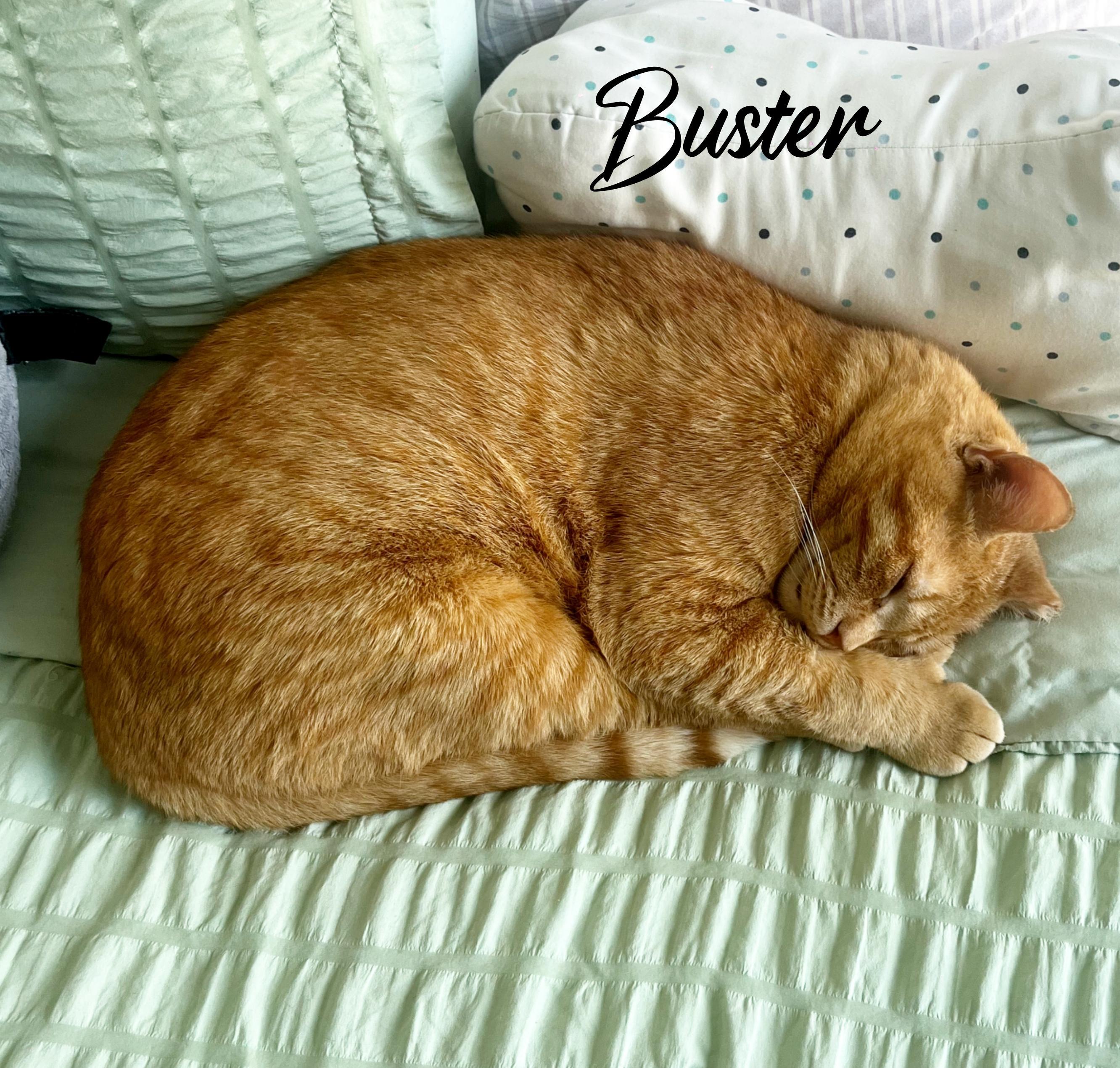 Enlarge BUSTER, a Adopted Domestic Short Hair in Bronx, NY image 4/6
