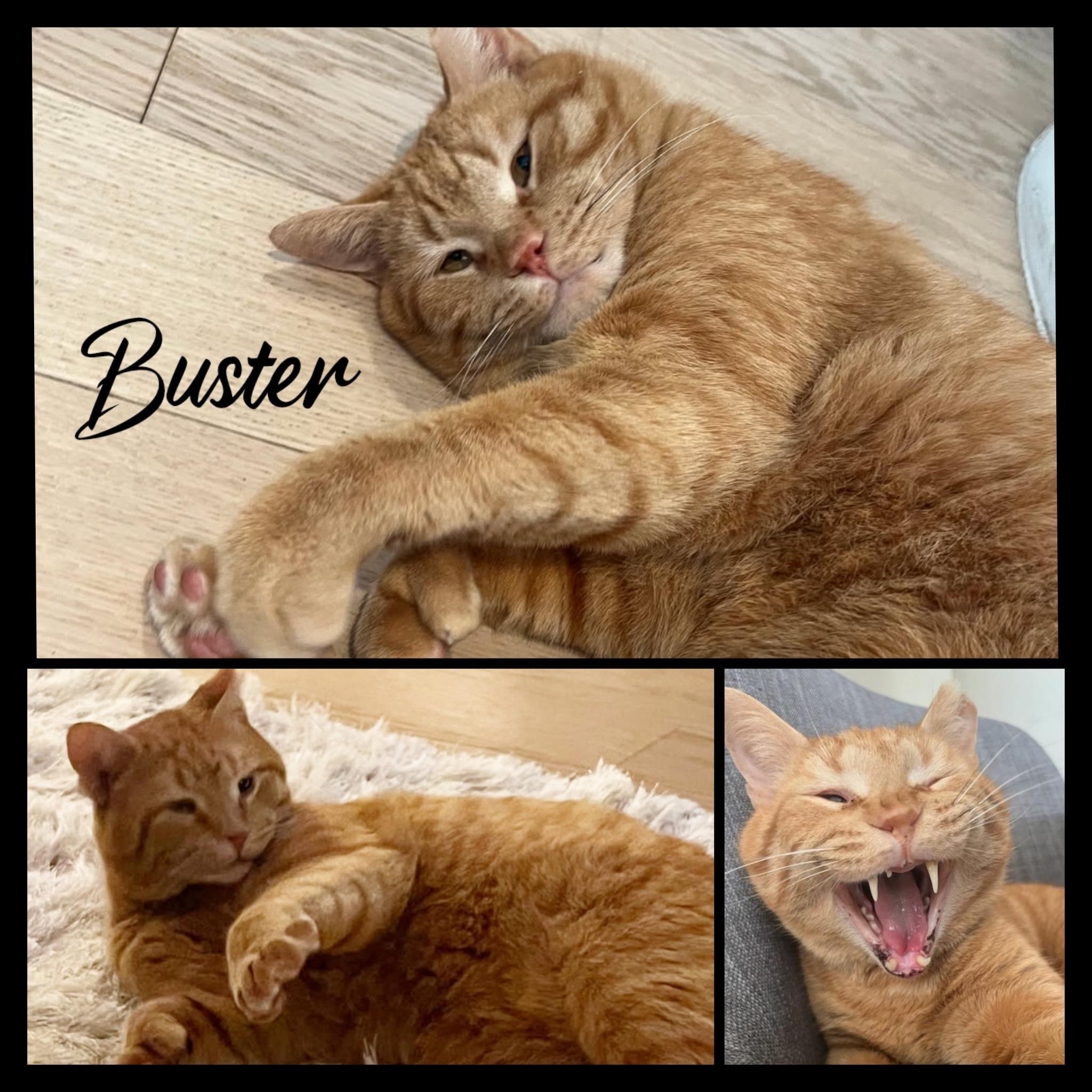 Enlarge BUSTER, a Adopted Domestic Short Hair in Bronx, NY image 2/6