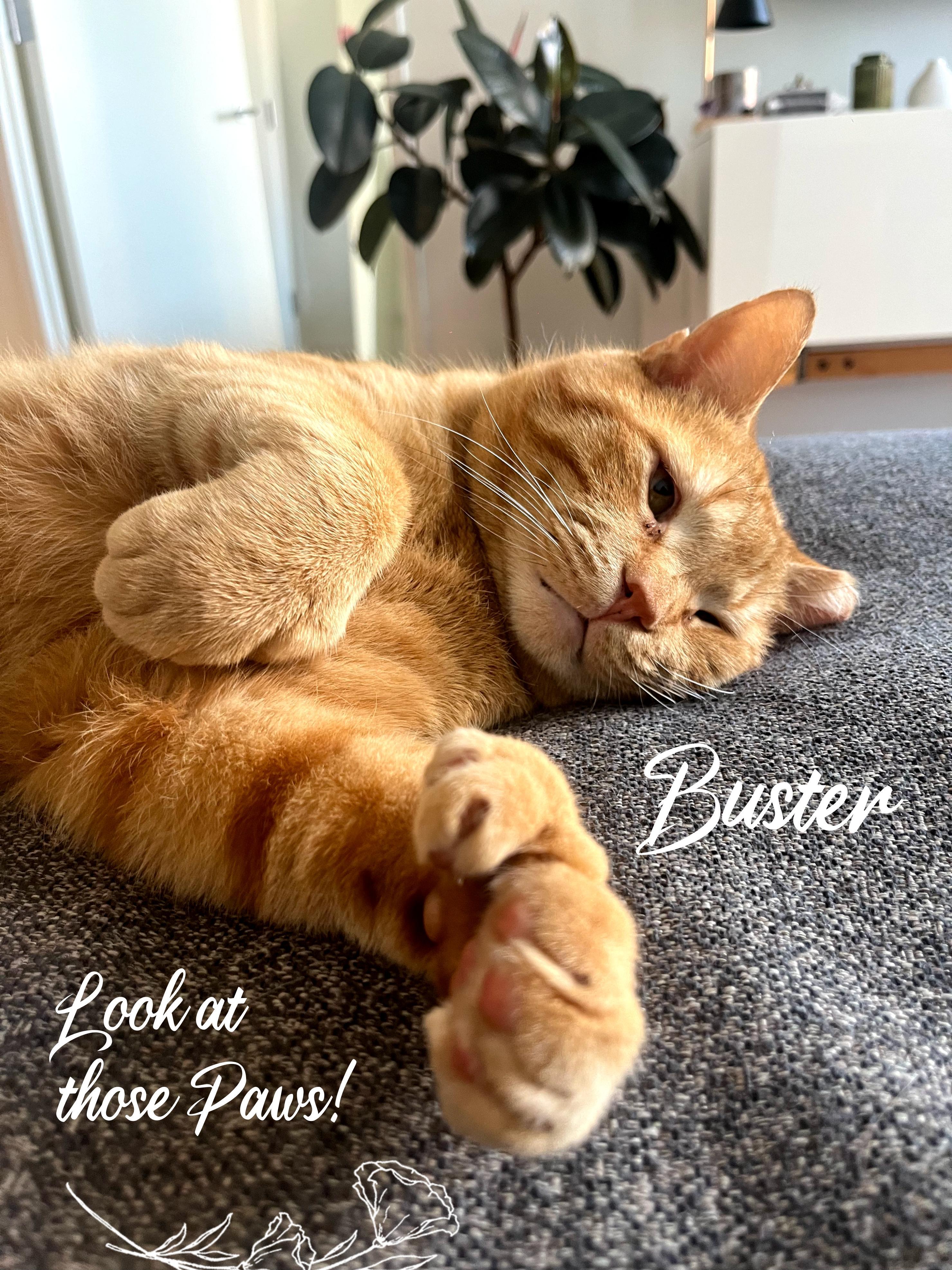 Enlarge BUSTER, a Adopted Domestic Short Hair in Bronx, NY image 1/6