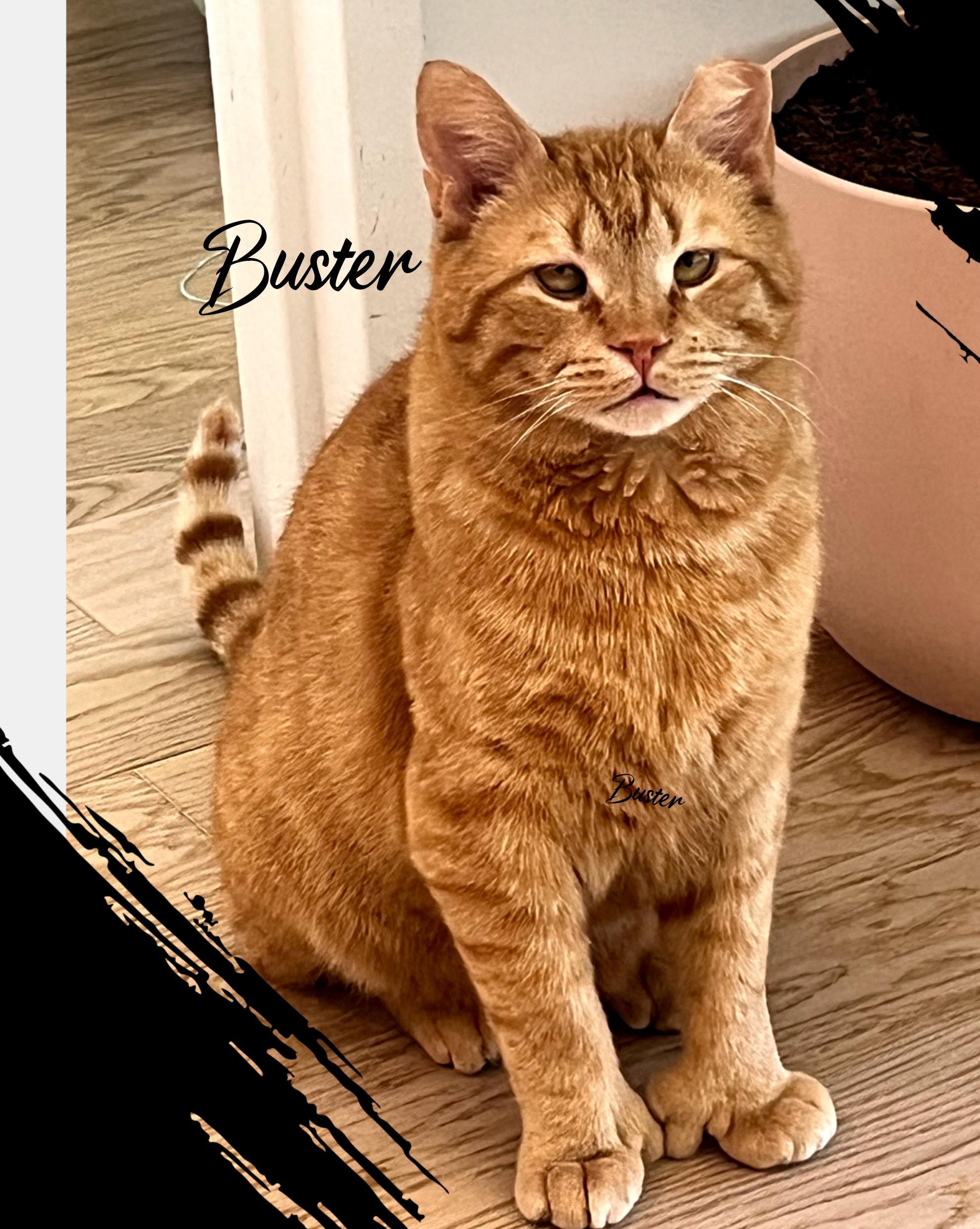 Enlarge BUSTER, a Adopted Domestic Short Hair in Bronx, NY image 3/6