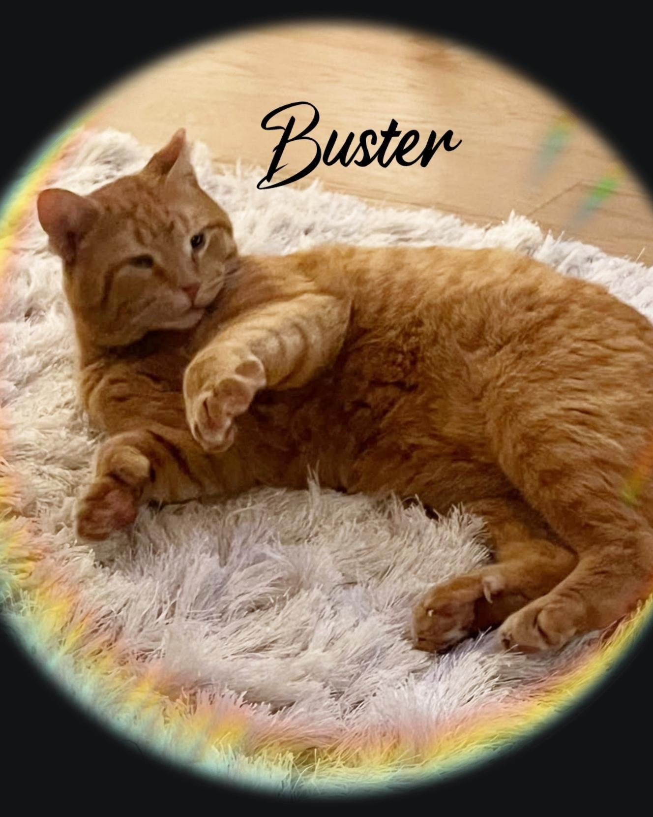 Enlarge BUSTER, a Adopted Domestic Short Hair in Bronx, NY image 5/6