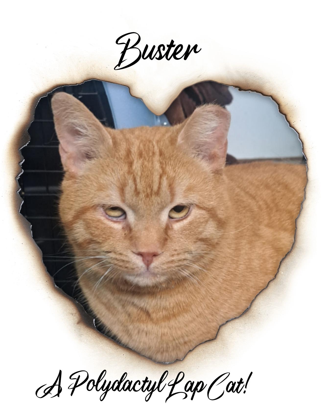 Enlarge BUSTER, a Adopted Domestic Short Hair in Bronx, NY image 6/6