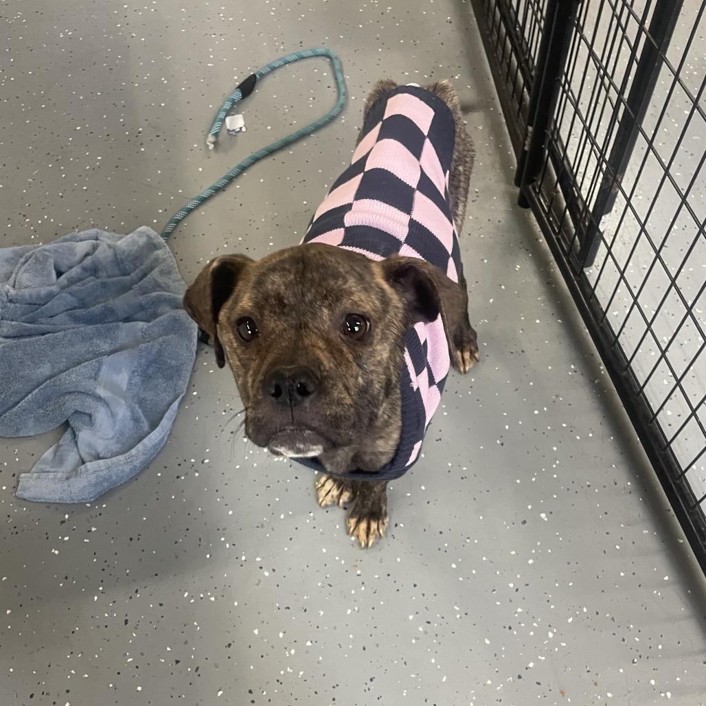 Millie, Adoptable, Adult Female American Staffordshire Terrier & Mixed Breed.