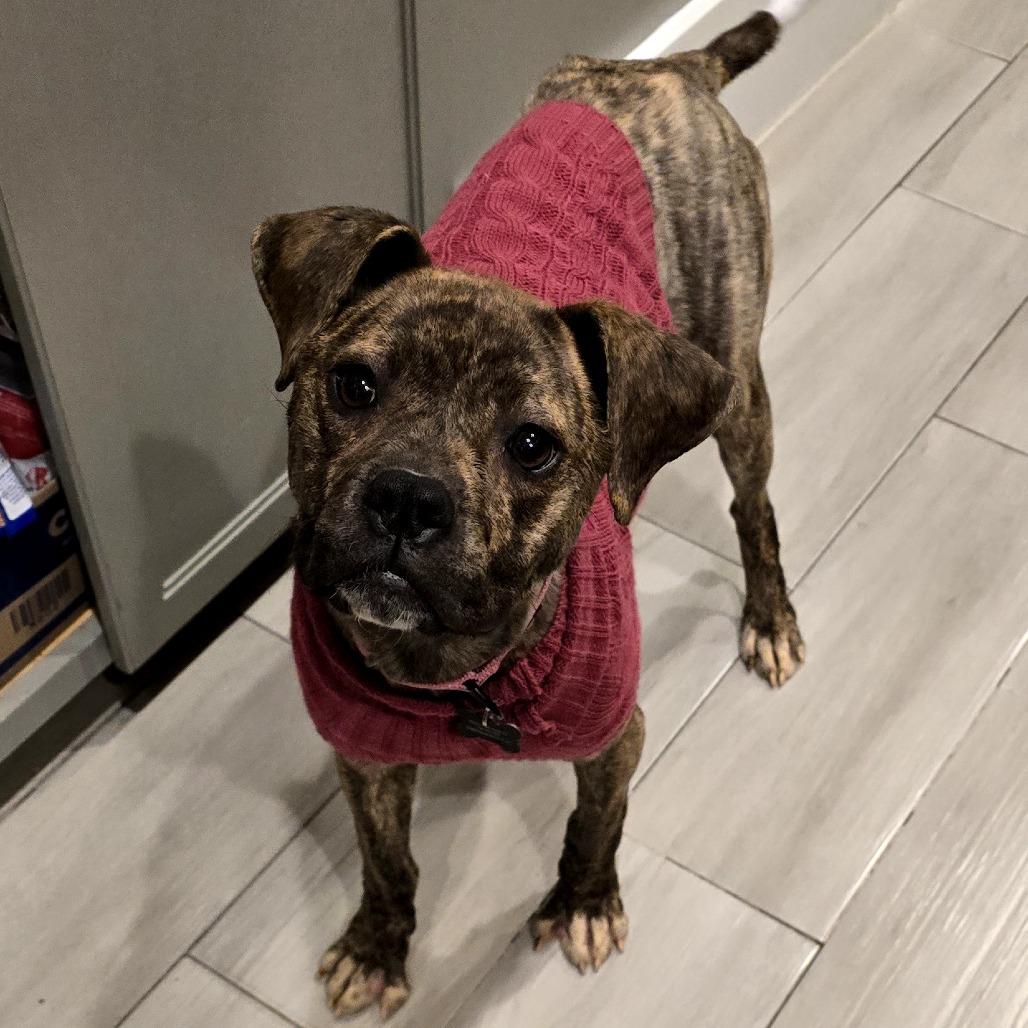 Enlarge Millie, a Adoptable mixed breed in Ferndale, MI image 2/6