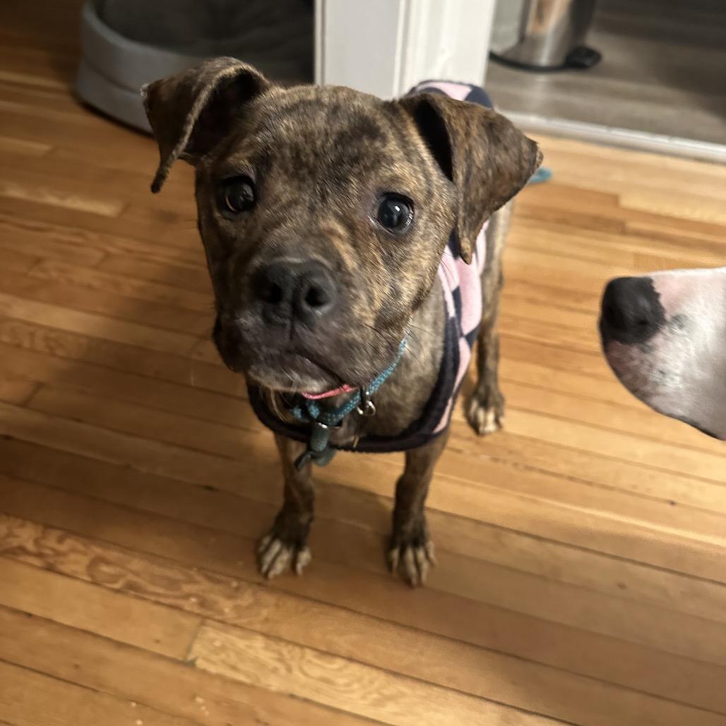 Enlarge Millie, a Adoptable mixed breed in Ferndale, MI image 2/6