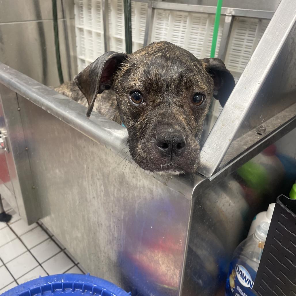 Enlarge Millie, a Adoptable mixed breed in Ferndale, MI image 3/6