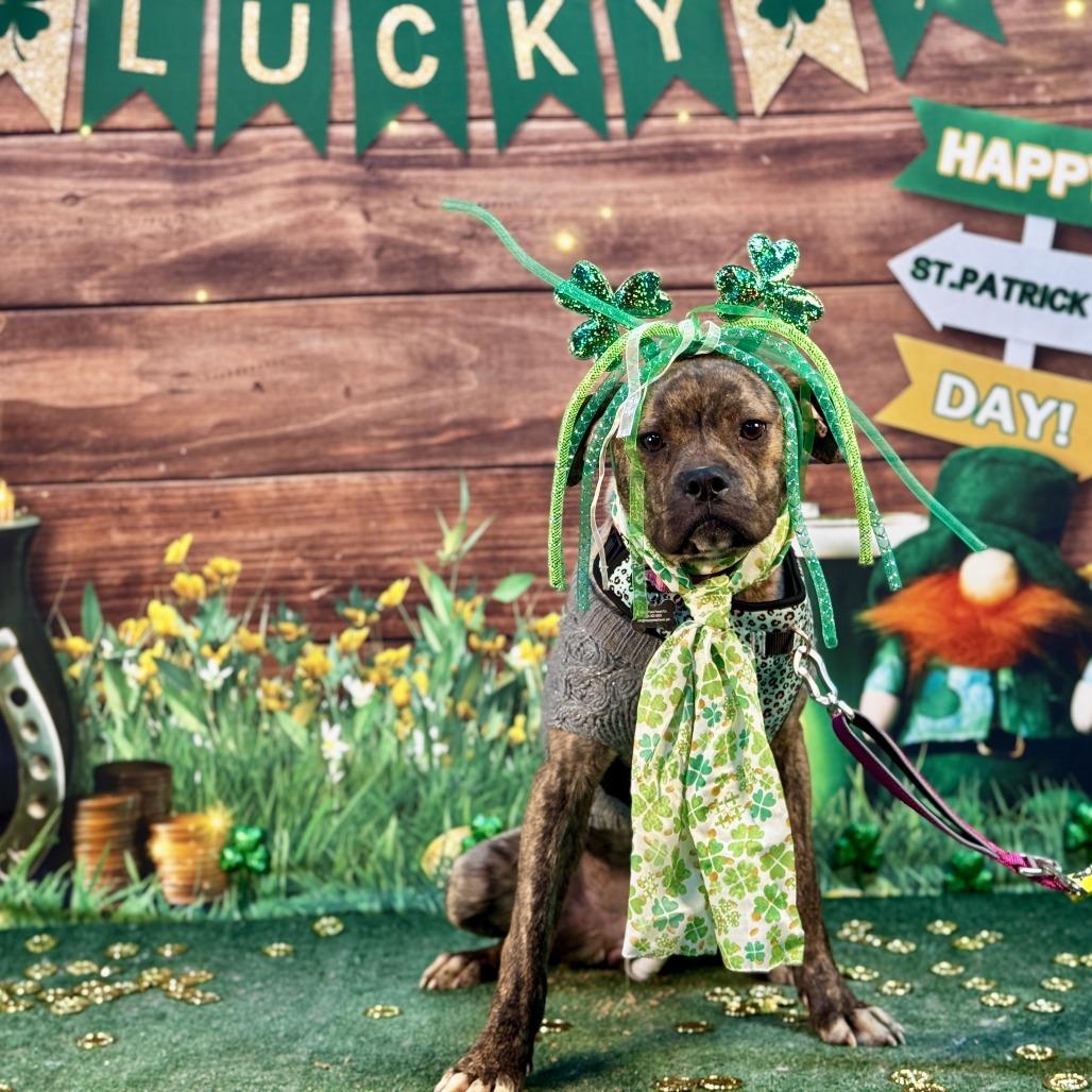 Enlarge Millie, a Adoptable mixed breed in Ferndale, MI image 4/6