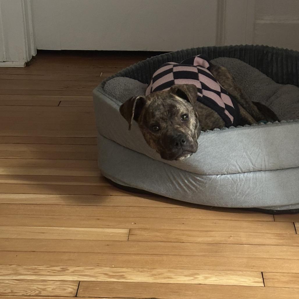 Enlarge Millie, a Adoptable mixed breed in Ferndale, MI image 5/6