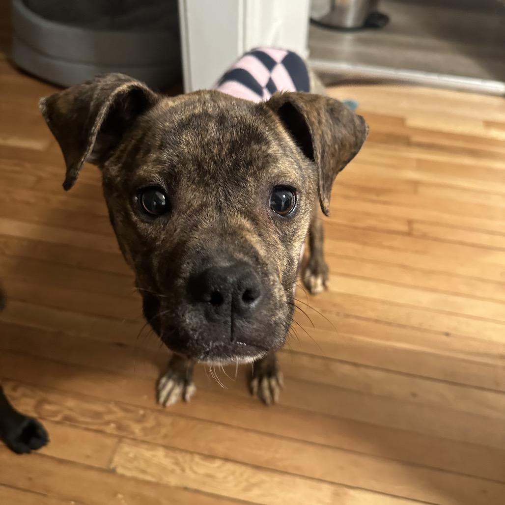 Enlarge Millie, a Adoptable mixed breed in Ferndale, MI image 6/6