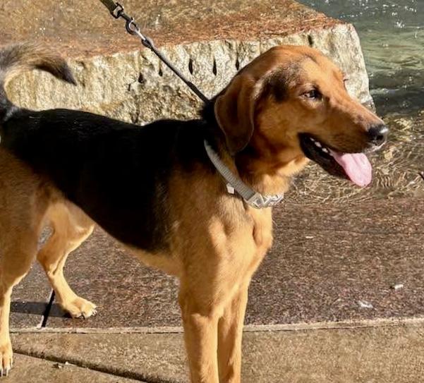 Enlarge Everest, a ADOPTABLE mixed breed in Buffalo, NY image 6/6