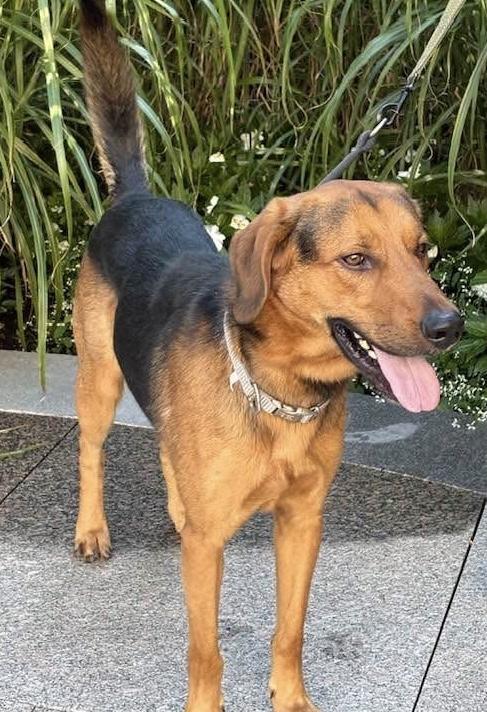 Everest, ADOPTABLE, Young Male German Shepherd Dog & Bluetick Coonhound.