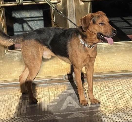 Enlarge Everest, a ADOPTABLE mixed breed in Buffalo, NY image 5/6