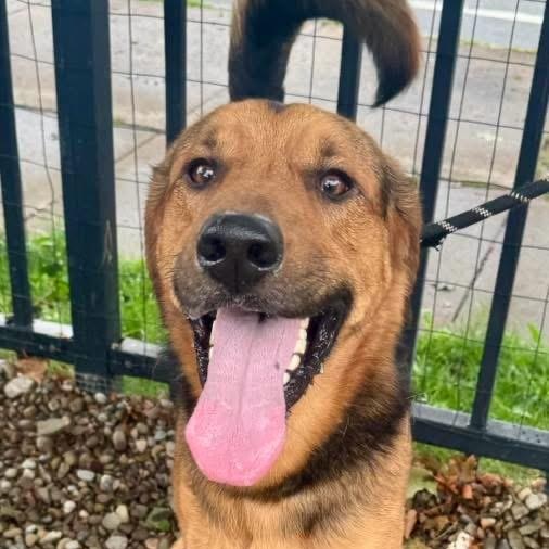 Enlarge Everest, a ADOPTABLE mixed breed in Buffalo, NY image 2/6