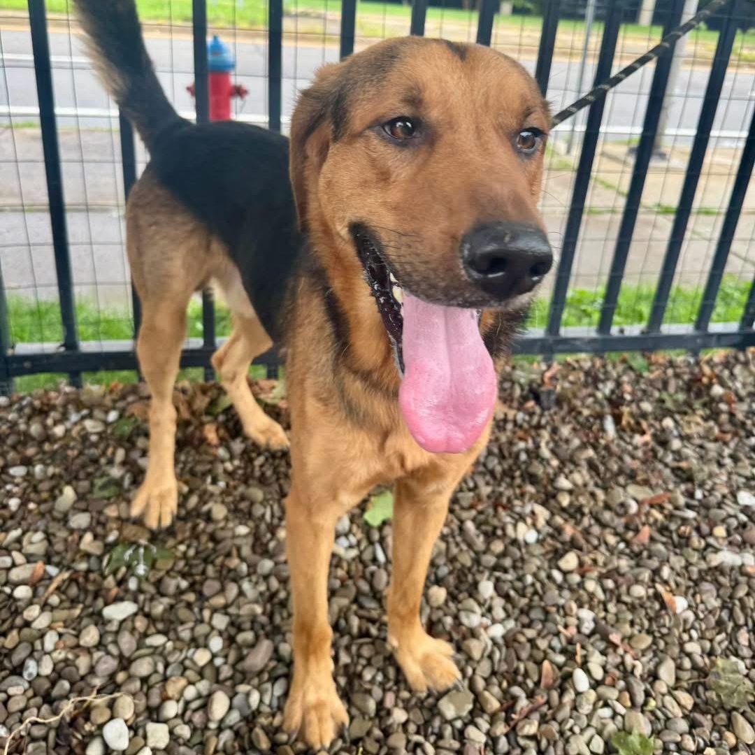 Enlarge Everest, a ADOPTABLE mixed breed in Buffalo, NY image 4/6