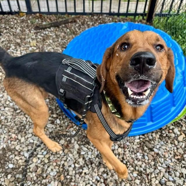 Enlarge Everest, a ADOPTABLE mixed breed in Buffalo, NY image 3/6