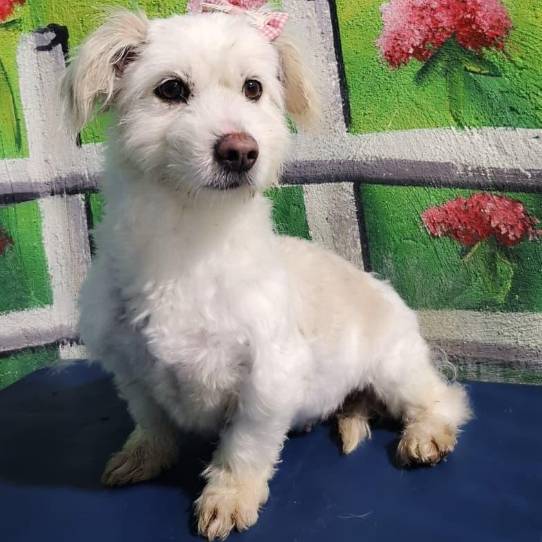 Ms. Snow Flake Sheila, adopted, Young Female Maltese & Dachshund.