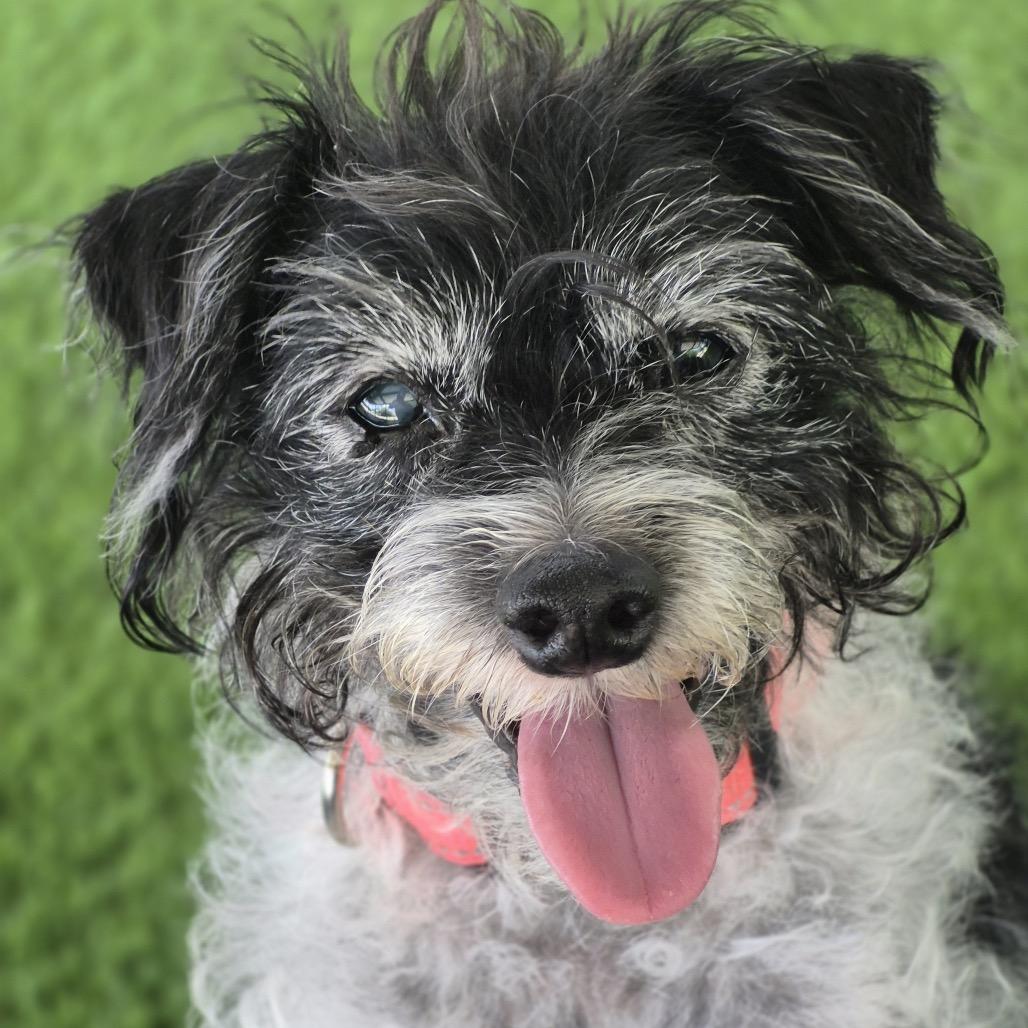 Enlarge MJ, a Adoptable Terrier in Houston, TX image 1/1