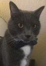 Phillip J Montgomery, Adopted, Adult Male American Shorthair.
