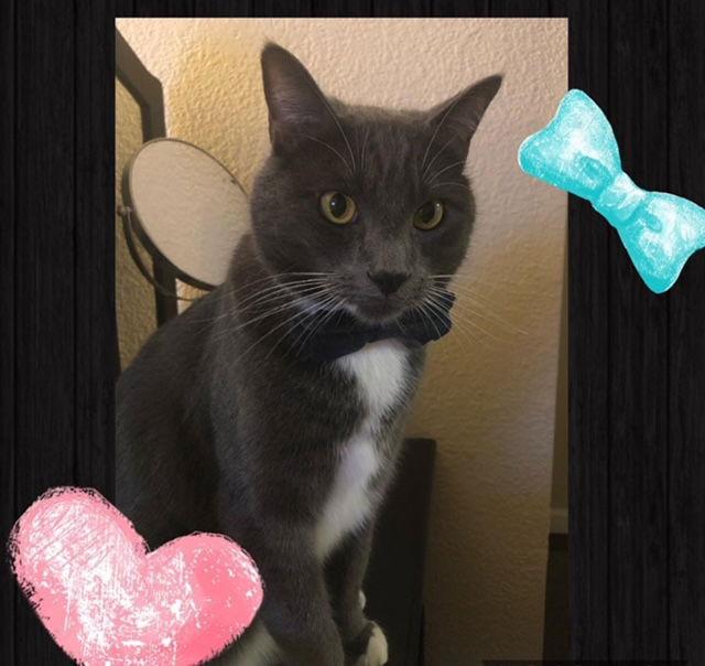 Enlarge Phillip J Montgomery, a Adopted American Shorthair in San Jose, CA image 2/2