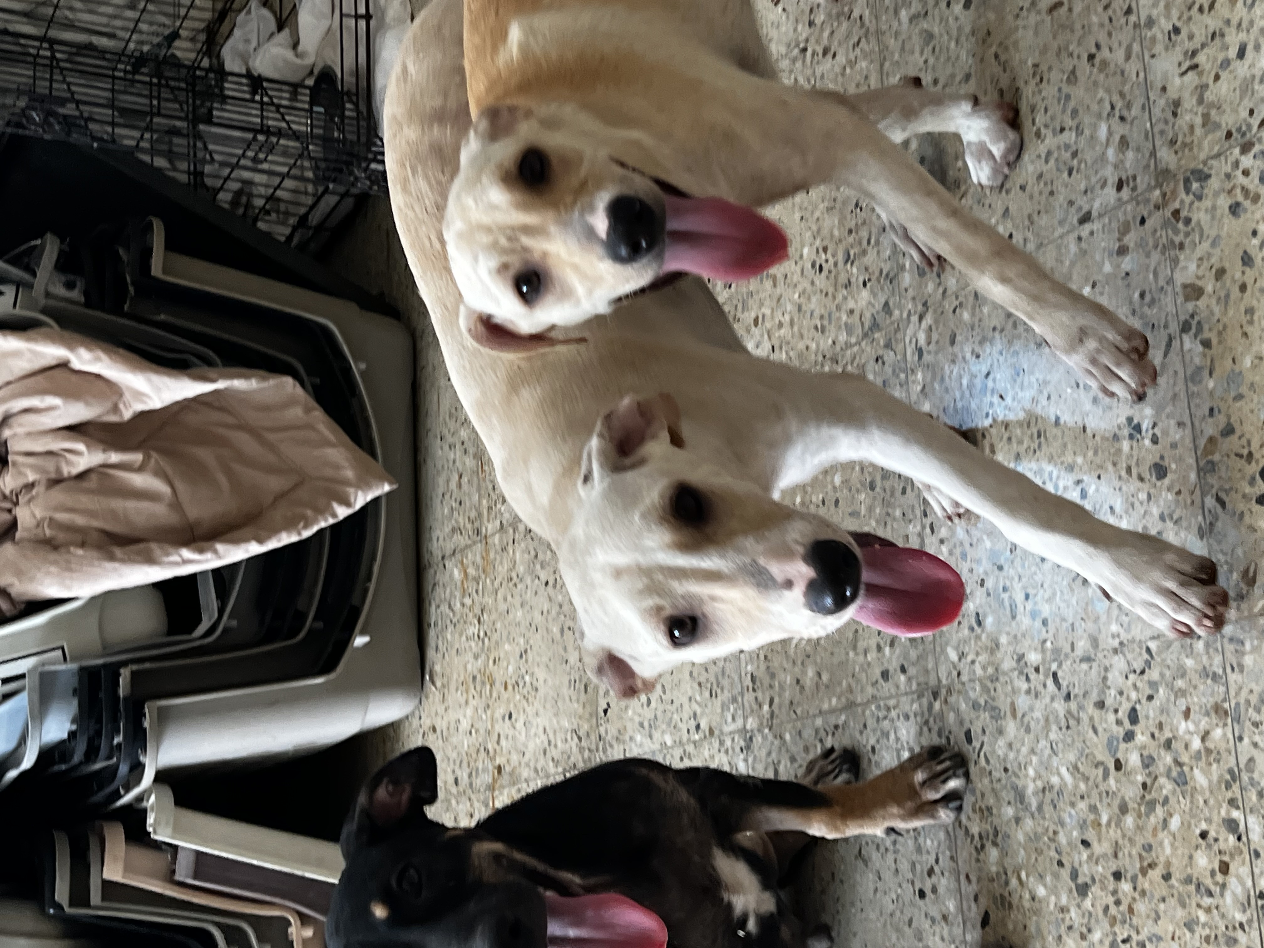 Daisy, a Adoptable mixed breed in Rockaway, NJ image 4/6