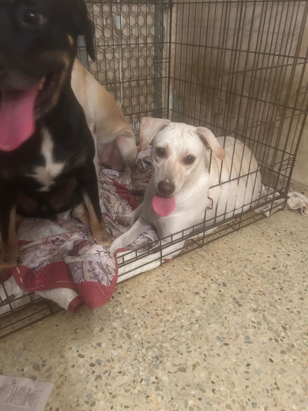 Daisy, Adoptable, Young Female Labrador Retriever.