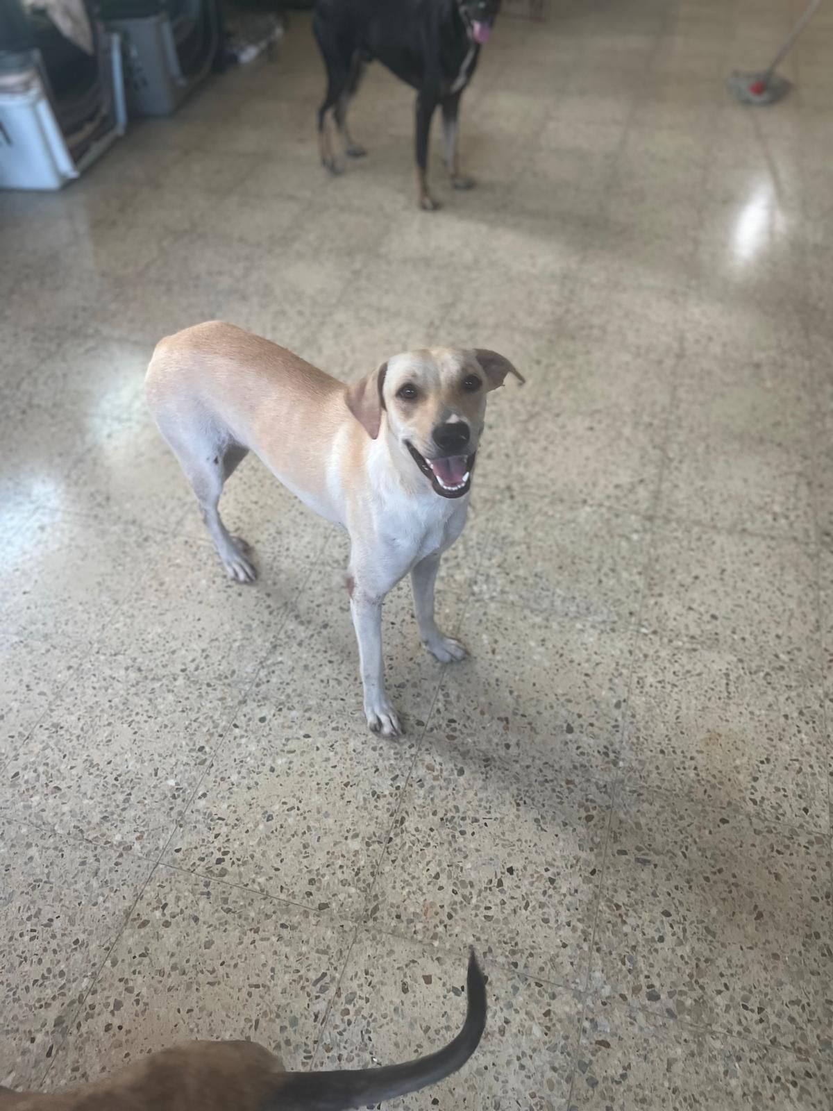 Daisy, Adoptable, Young Female Labrador Retriever.