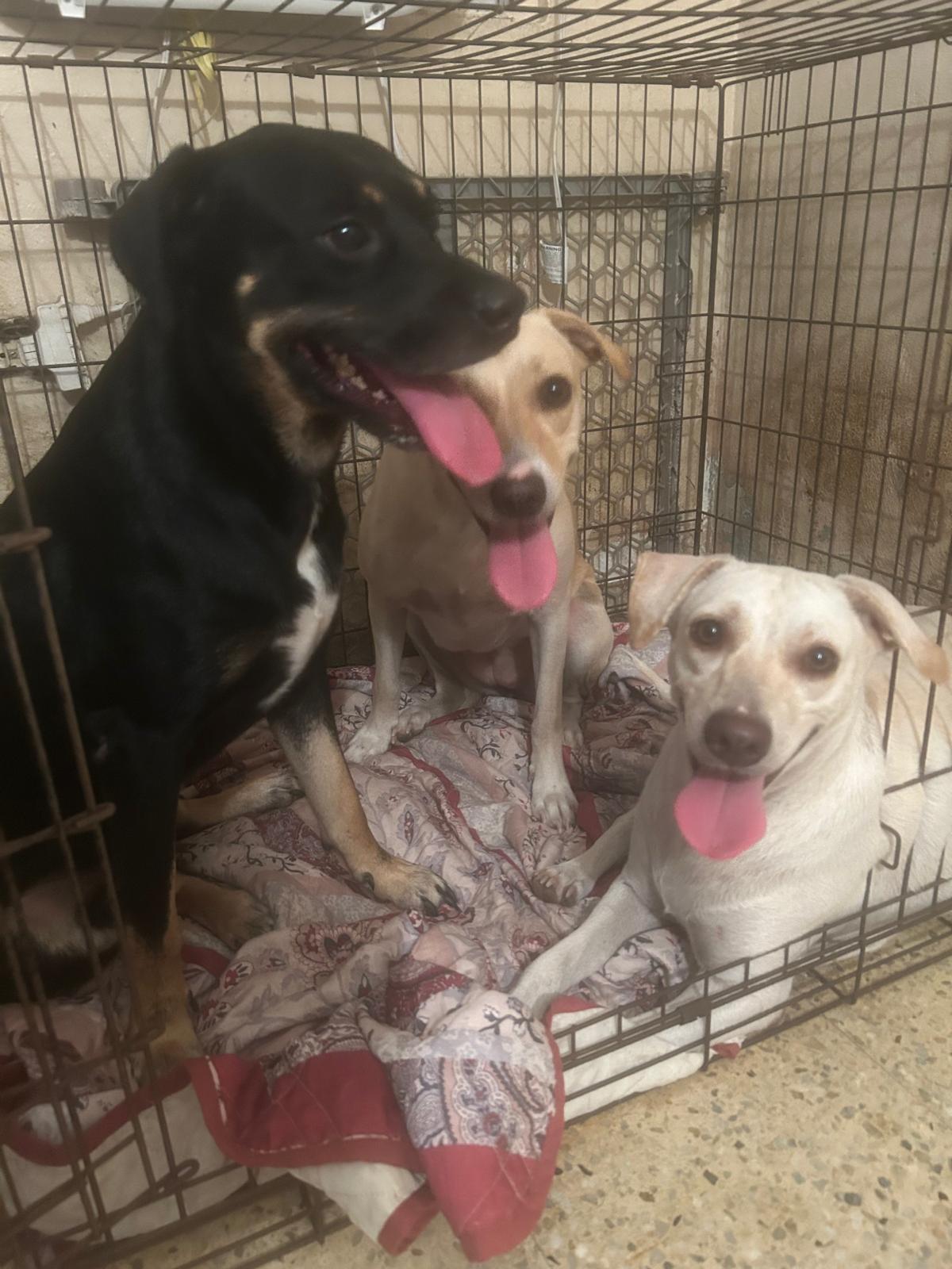 Daisy, a Adoptable mixed breed in Rockaway, NJ image 2/6