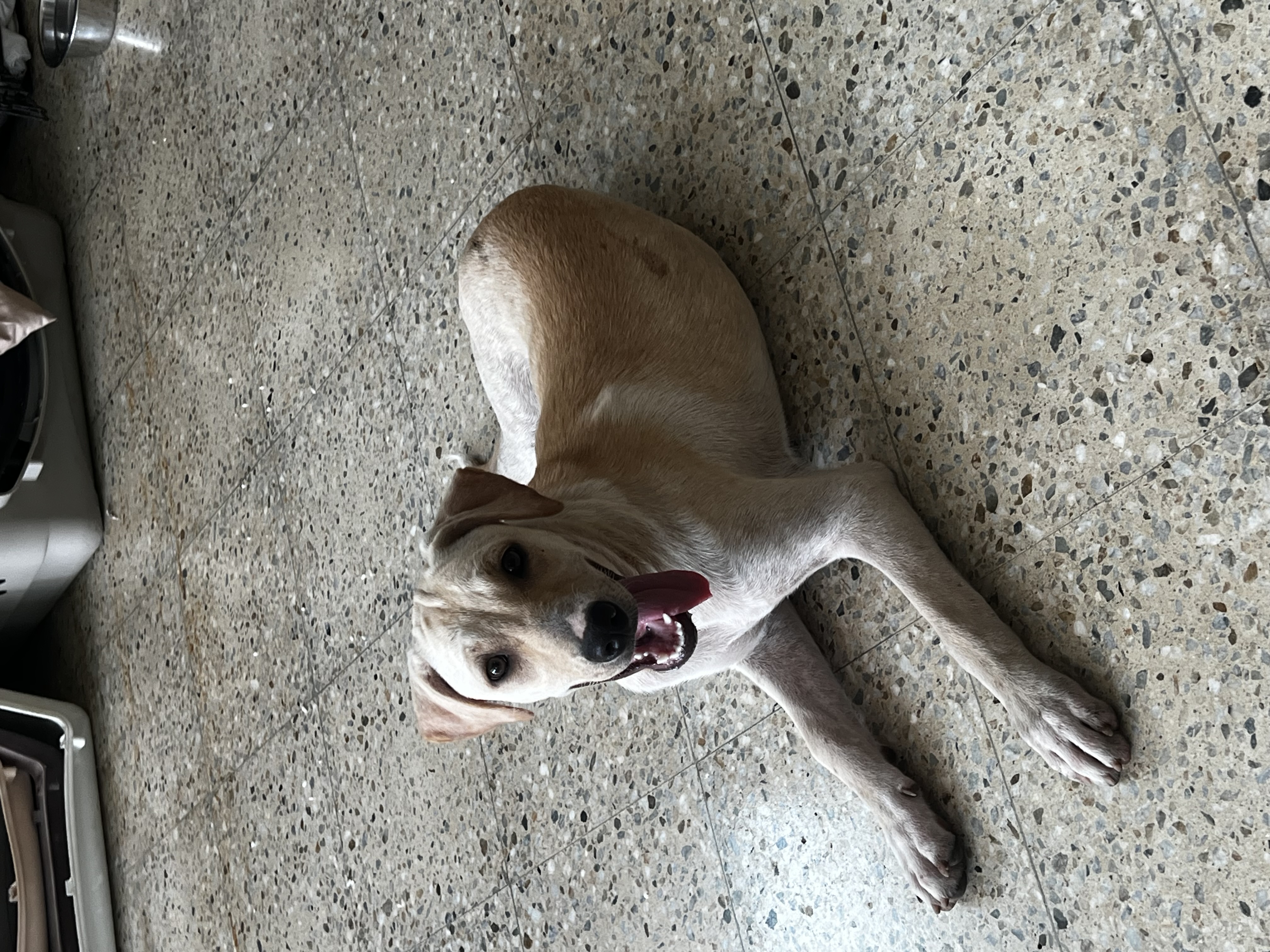 Daisy, a Adoptable mixed breed in Rockaway, NJ image 5/6