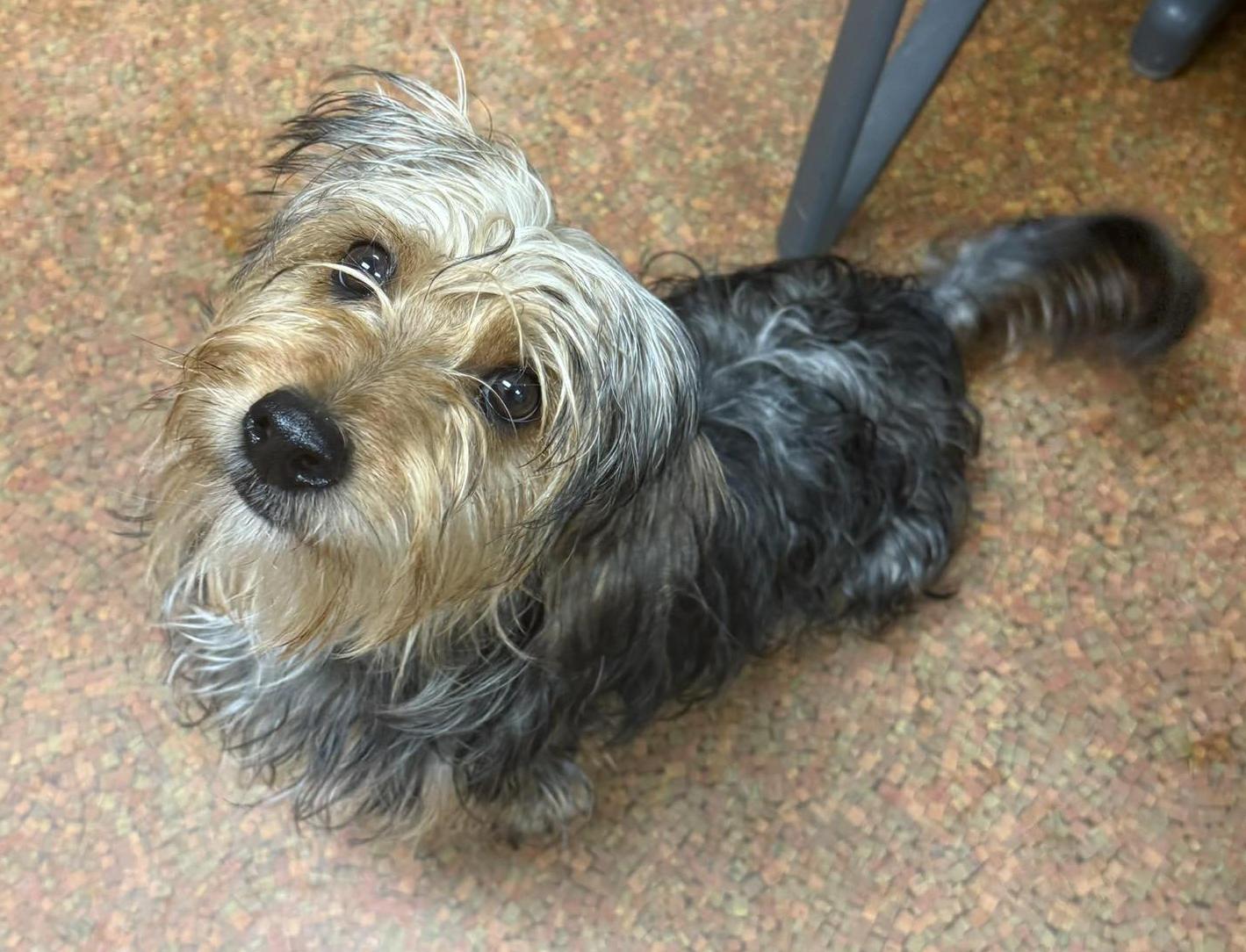 Erwin, an adopted mixed breed in Euclid, OH image 2/2