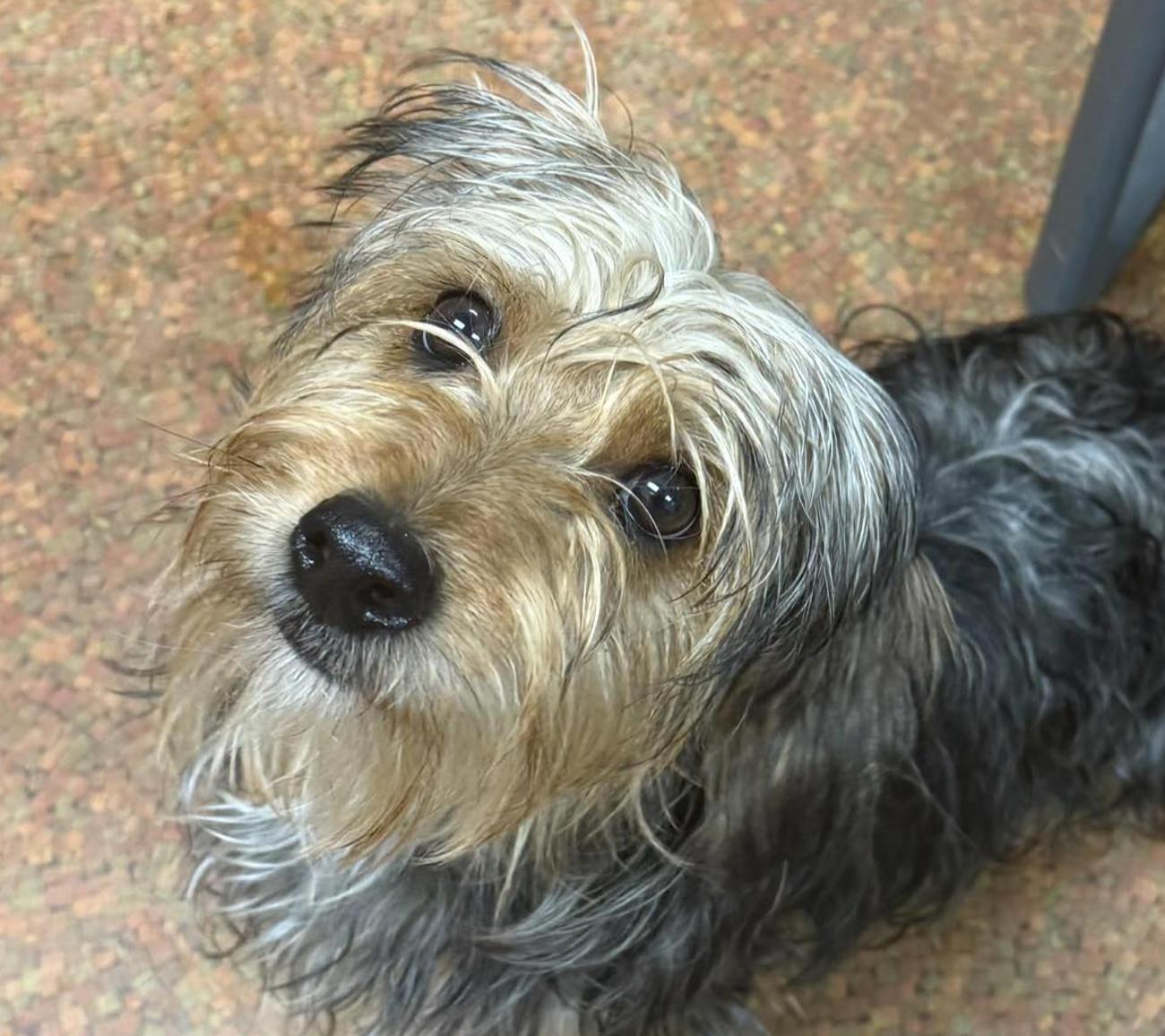 Erwin, adopted, Young Male Yorkshire Terrier.