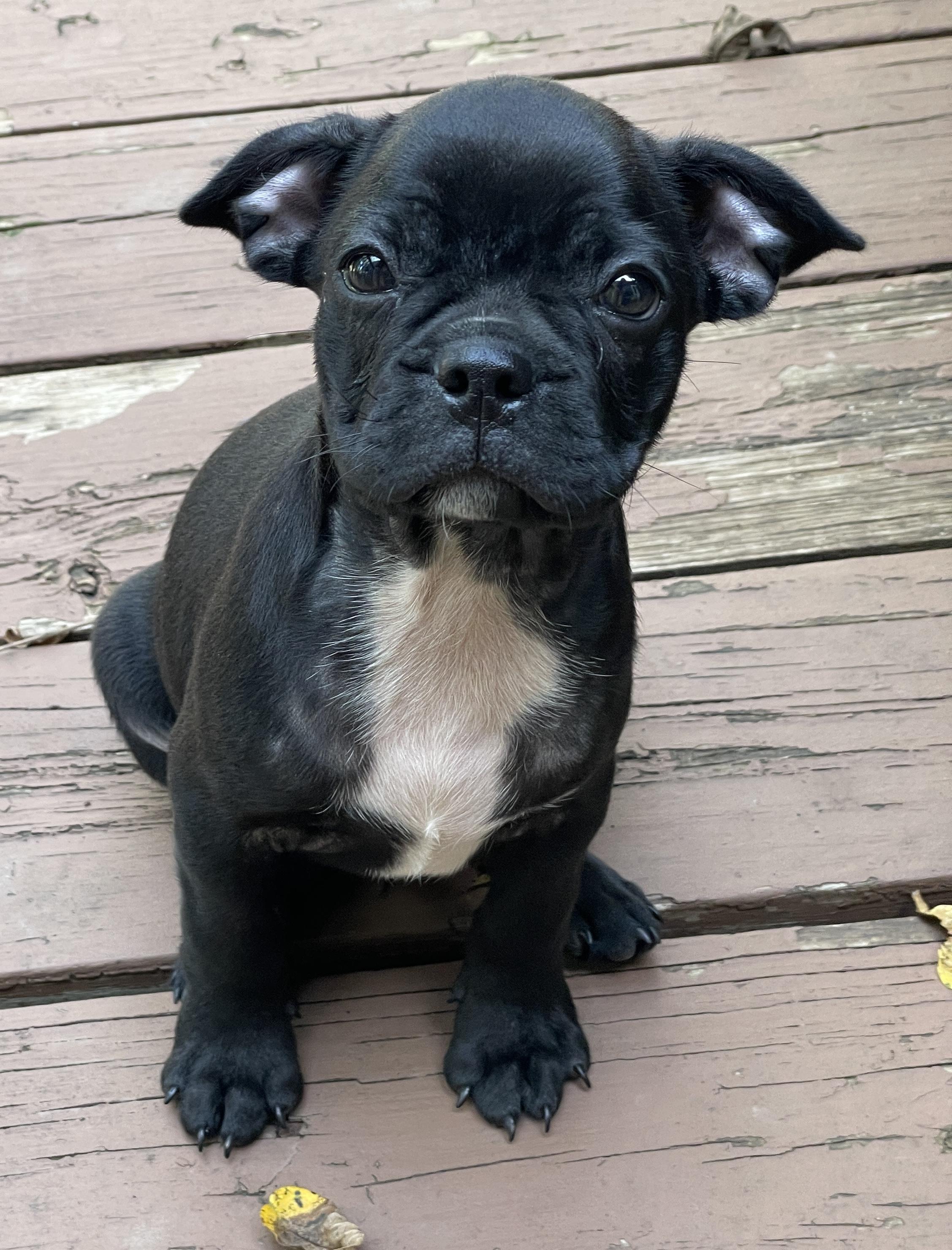 Enlarge Murphy, a Adopted mixed breed in Overland Park, KS image 1/1