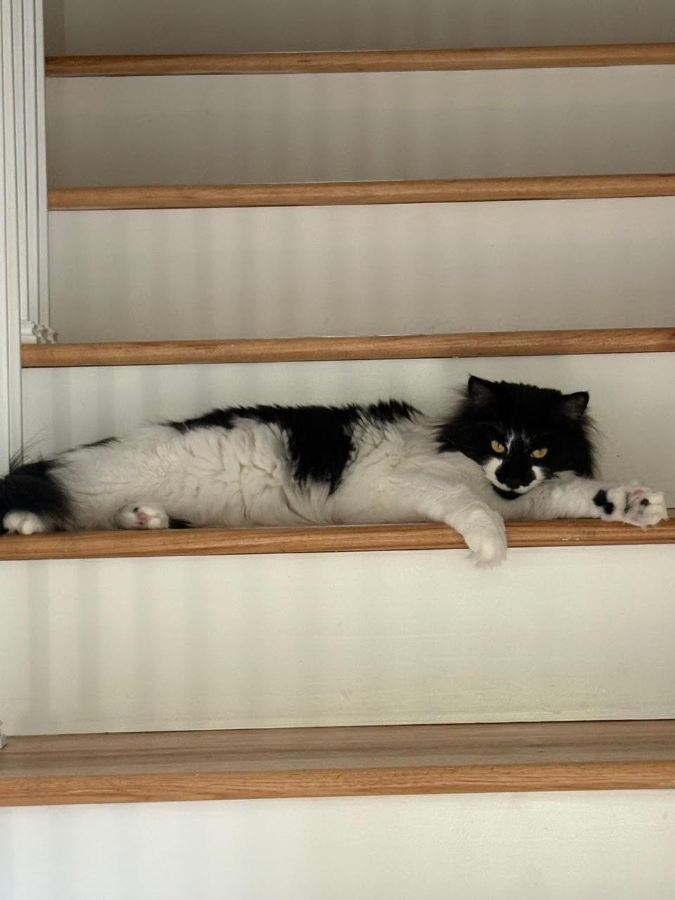 Finn (M) & Penny (F) ** Courtesy Post **