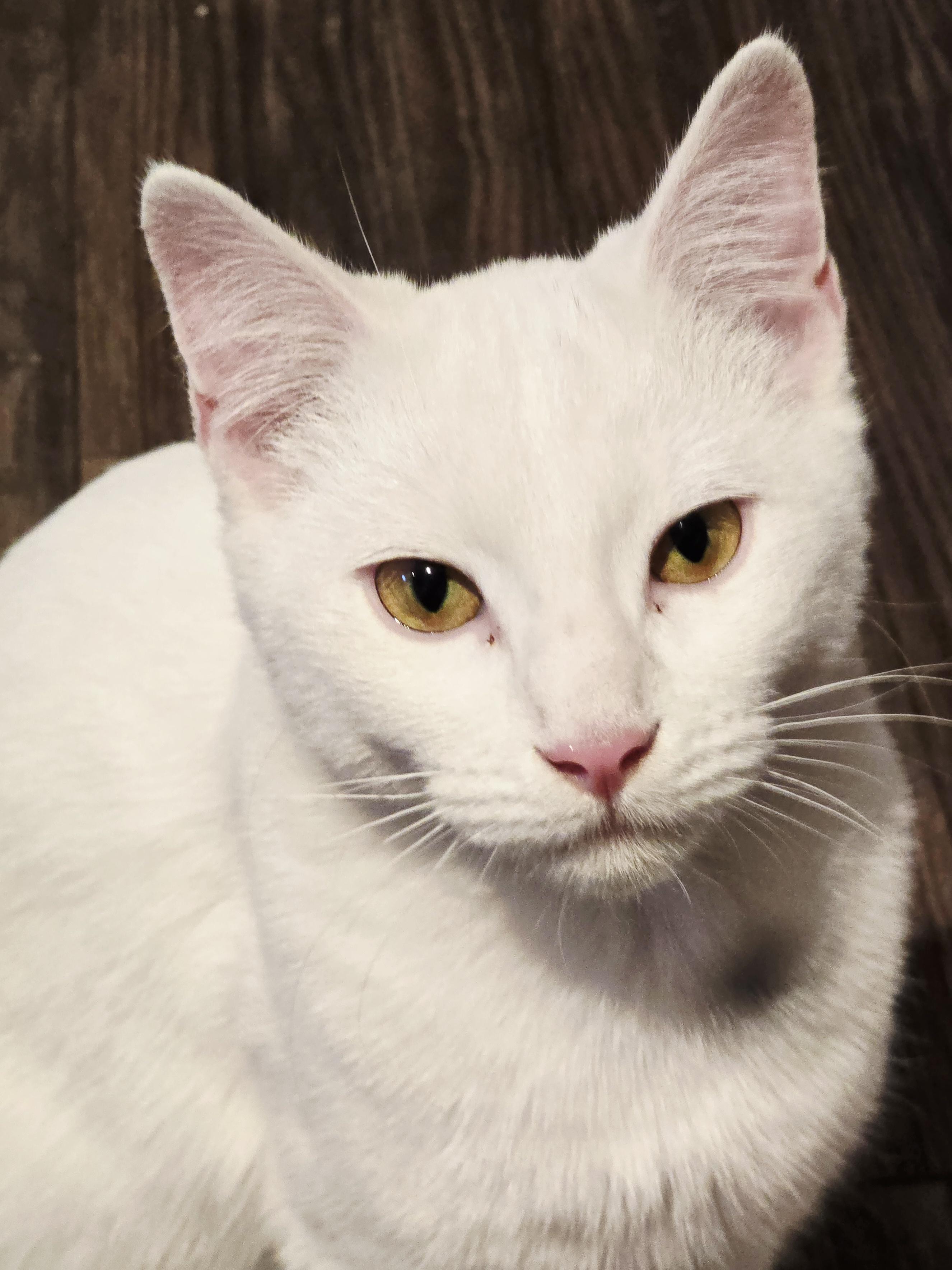 Echo, Adoptable, Young Male Turkish Angora & Domestic Short Hair.