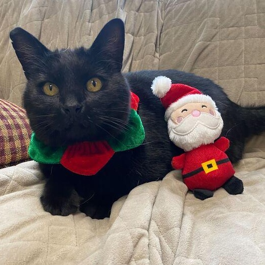 Tallu, adoptable, Adult Male Domestic Short Hair.