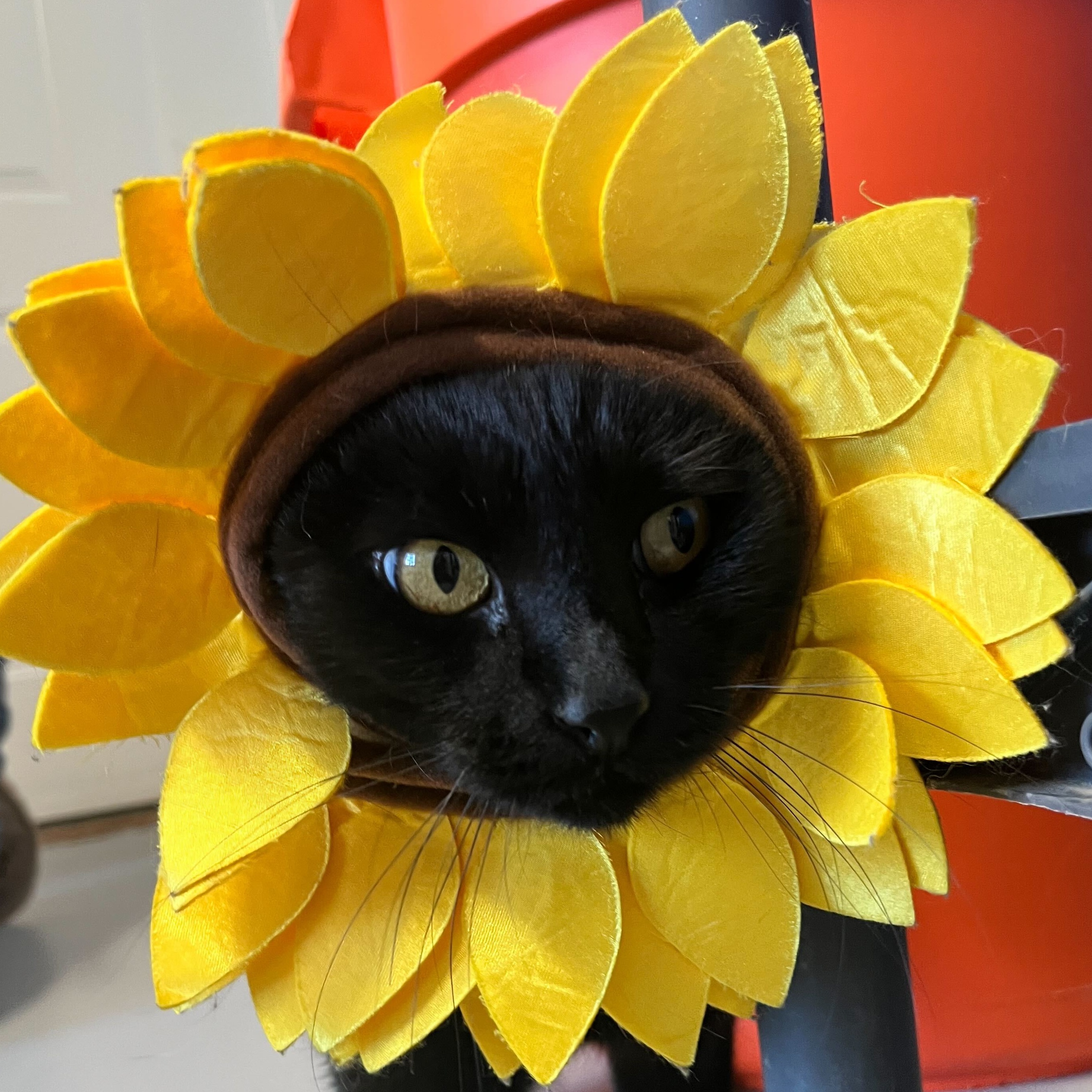 Tallu, adoptable, Adult Male Domestic Short Hair.