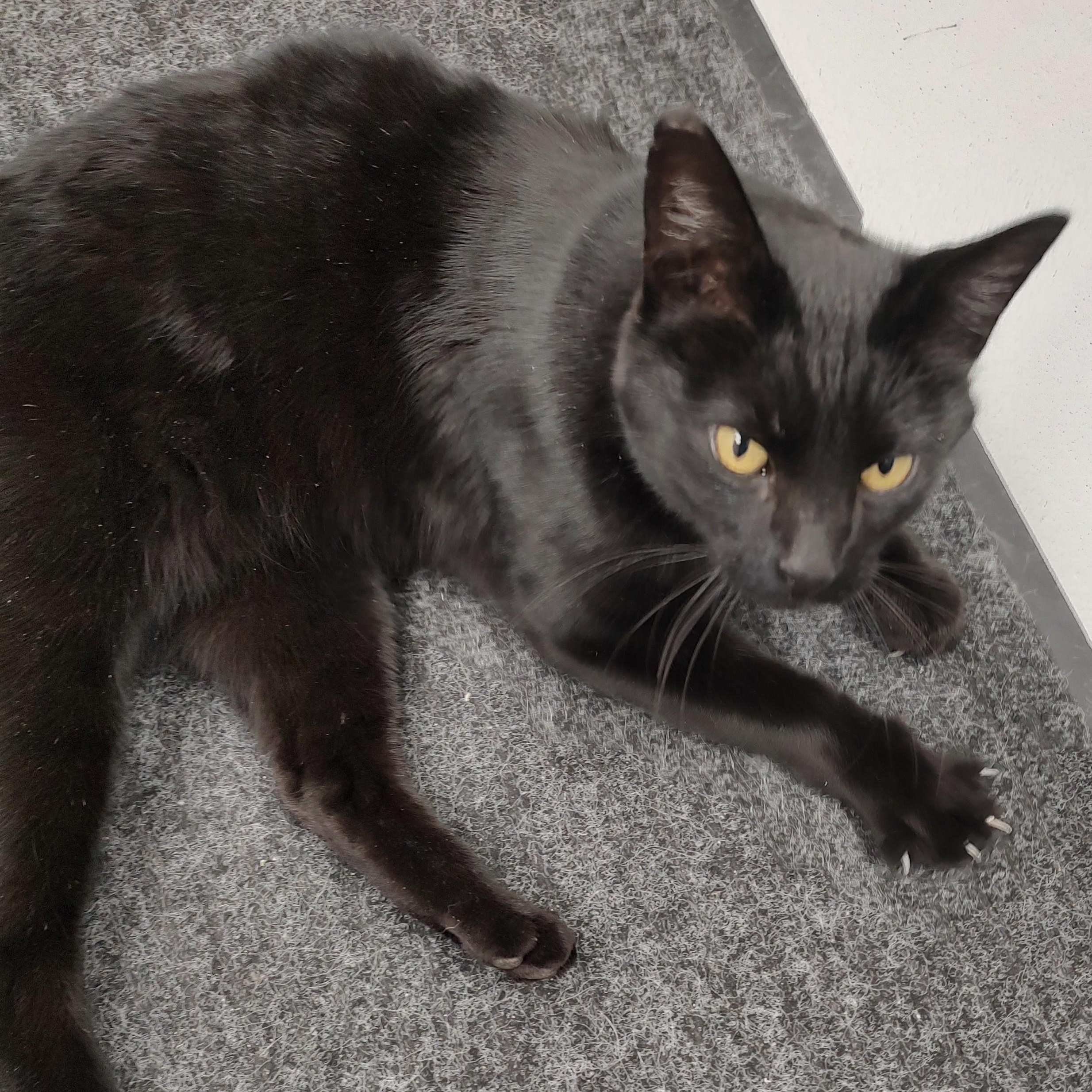 Tallu, adoptable, Adult Male Domestic Short Hair.