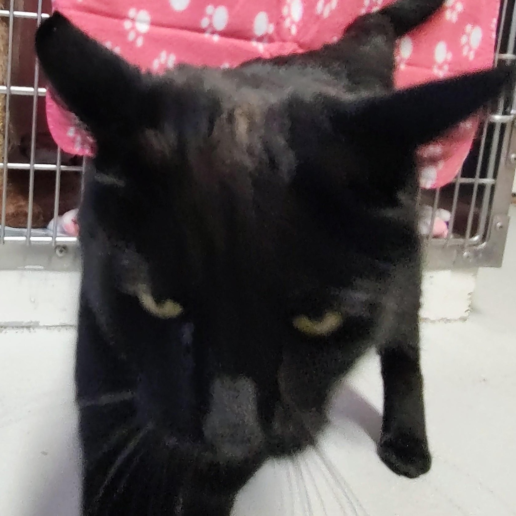 Enlarge Tallu, an adoptable Domestic Short Hair in Driggs, ID image 4/5