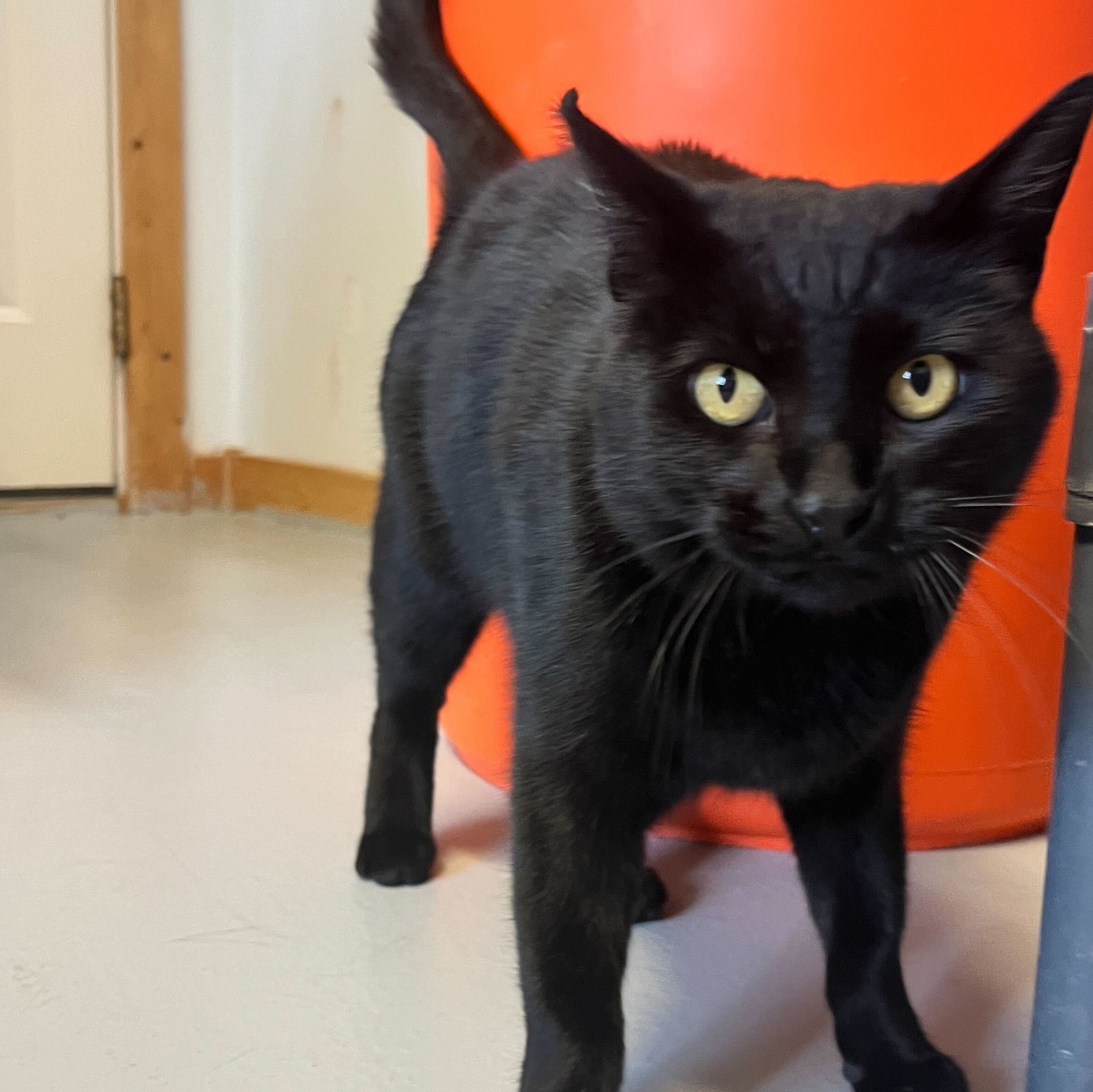 Tallu, an adoptable Domestic Short Hair in Driggs, ID image 2/2