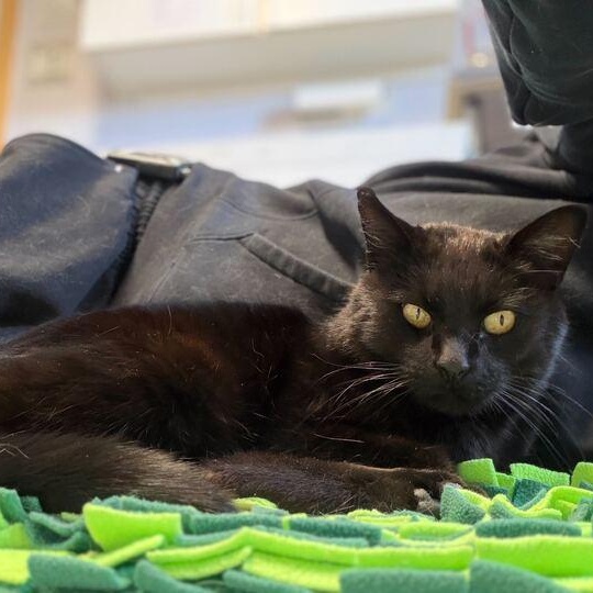 Enlarge Tallu, an adoptable Domestic Short Hair in Driggs, ID image 2/5