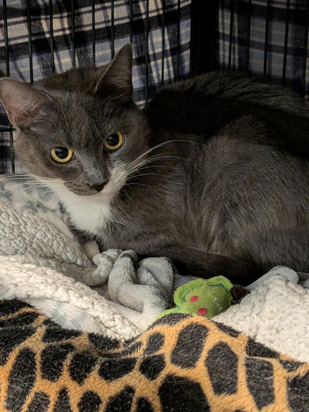 Enlarge Rikki, an adopted Domestic Short Hair in Hamilton, ON image 3/3