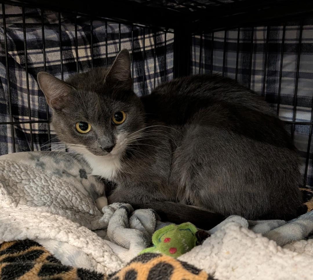 Enlarge Rikki, an adopted Domestic Short Hair in Hamilton, ON image 2/3