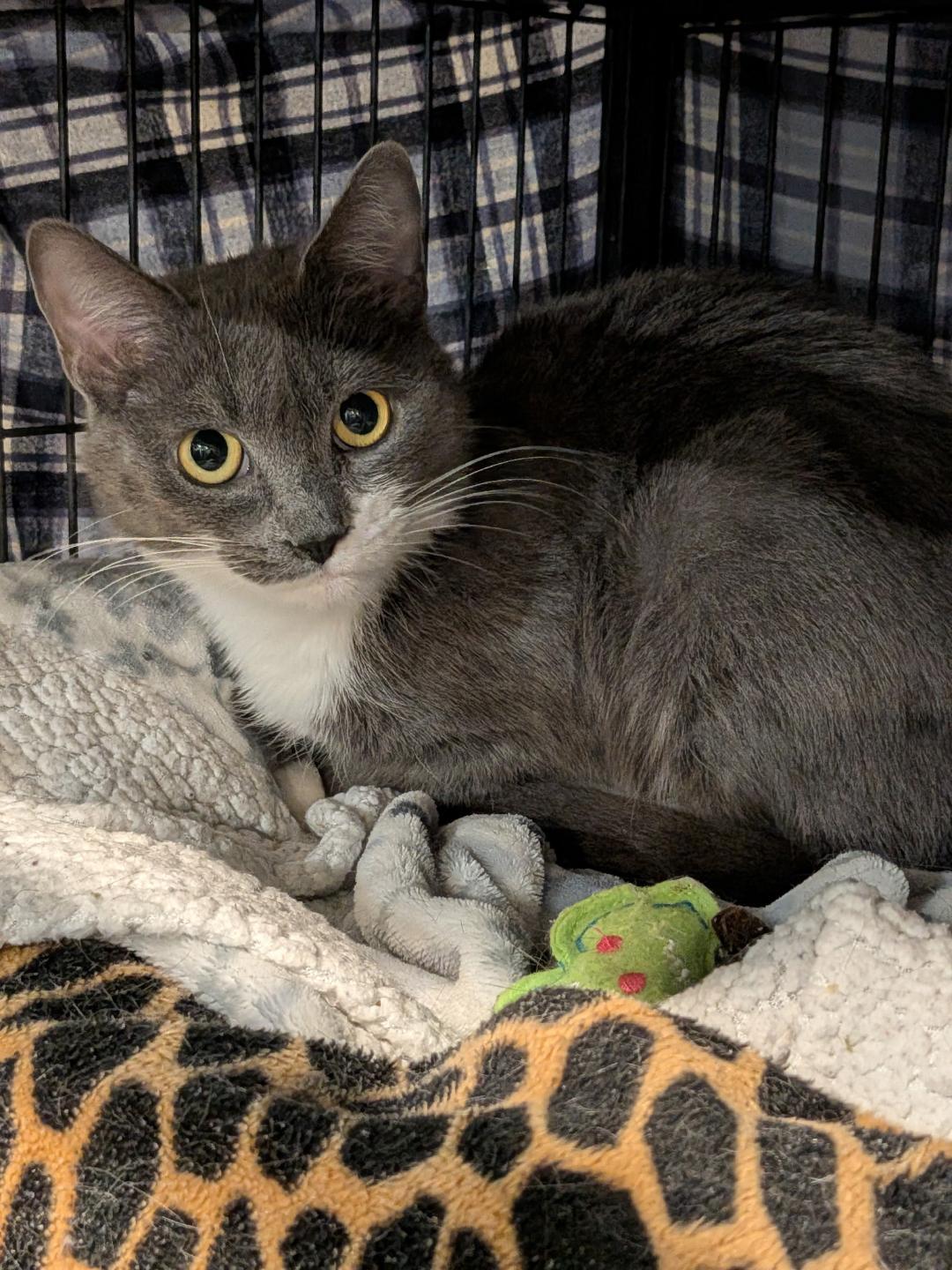 Rikki, adopted, Adult Female Domestic Short Hair.